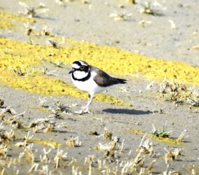 飛島村三福の採餌するコチドリ