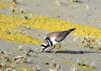 飛島村三福の採餌するコチドリ