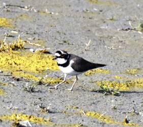 飛島村三福の採餌するコチドリ