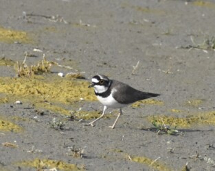 飛島村三福の採餌するコチドリ