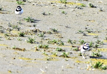 飛島村三福の採餌するコチドリ