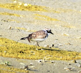 飛島村三福の採餌するコチドリ