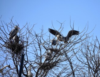 営巣中のアオサギ