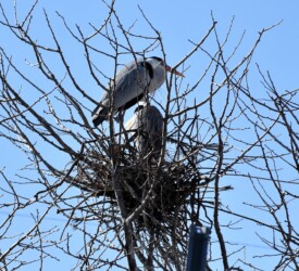 営巣中のアオサギ