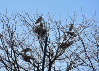 営巣中のアオサギ