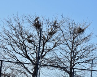 営巣中のアオサギ