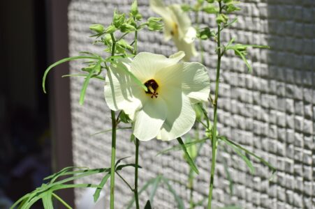 ハナオクラ(トロロアオイ)の花