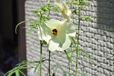 ハナオクラ(トロロアオイ)の花