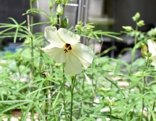 ハナオクラ(トロロアオイ)の花