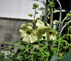 ハナオクラ(トロロアオイ)の花