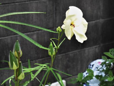 花と実