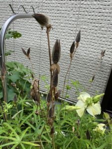 花と実