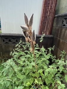 ハナオクラ(トロロアオイ)の実