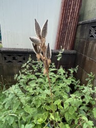 ハナオクラ(トロロアオイ)の実