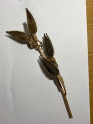 ハナオクラ(トロロアオイ)の実