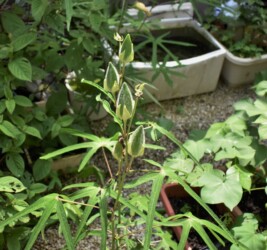 ハナオクラ(トロロアオイ)の実