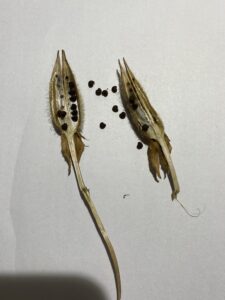 実と種