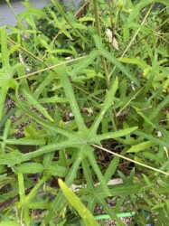 ハナオクラ(トロロアオイ)の葉