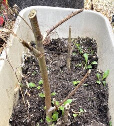 ハナオクラの切り取った茎の様子