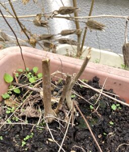 ハナオクラの切り取った茎の様子