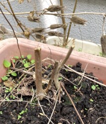 ハナオクラの切り取った茎の様子