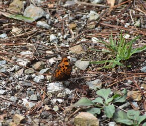 越冬前(10月21日)のキタテハ