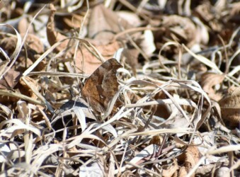 越冬中(2月22日)