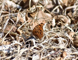 越冬中(2月22日)