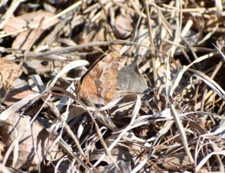 越冬中(2月22日)