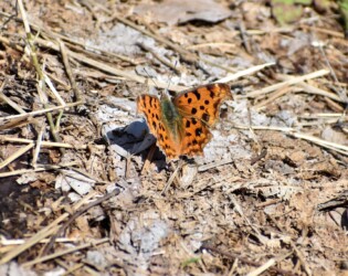 越冬後(3月上旬のキタテハ)