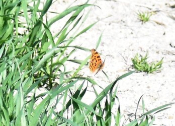 越冬後(3月上旬のキタテハ)