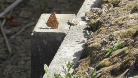 越冬後(3月上旬のキタテハ)