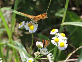ヒメジョオンの蜜を吸うキタテハ(6月24日)