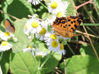 ヒメジョオンの蜜を吸うキタテハ(6月24日)