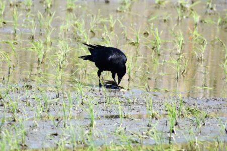 色々なカラスの様子