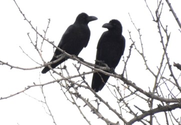 色々なカラスの様子