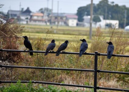 色々なカラスの様子