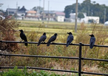 色々なカラスの様子