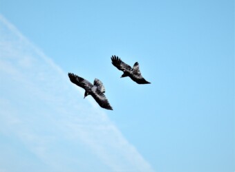 色々なカラスの様子