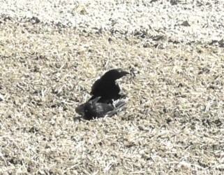 組み敷かれたカラス