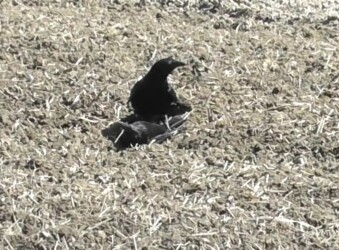 組み敷かれたカラス