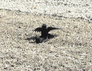 組み敷かれたカラス