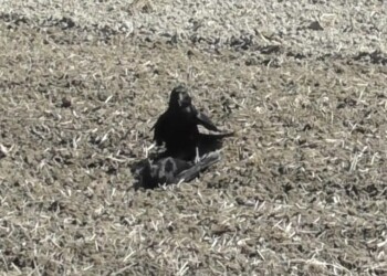 組み敷かれたカラス