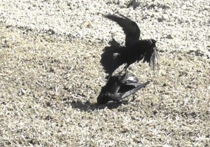 掴んで飛び立とうとするカラス