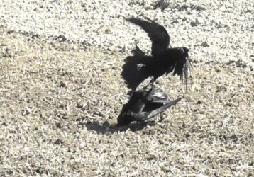 掴んで飛び立とうとするカラス