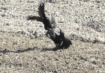 掴んで飛び立とうとするカラス