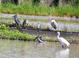 ゴイサギとコサギ