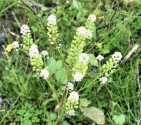 グンバイナズナ(マメグンバイナズナ)かな?