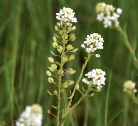 グンバイナズナ(マメグンバイナズナ)かな?