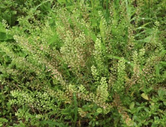 グンバイナズナ(マメグンバイナズナ)かな?